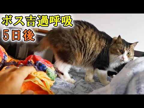 過呼吸から5日後、ボス吉が最近ずっと来なかったロフトベッドに上がり‥そして！！(YouTube)