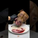 閲覧注意!!ボリボリ食べるピットブルの咀嚼音(YouTube)