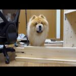 チャウチャウ犬の超えられない壁が低すぎる(YouTube)