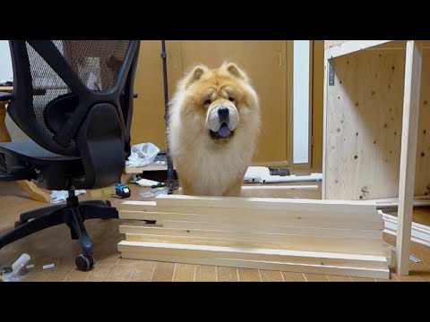 チャウチャウ犬の超えられない壁が低すぎる(YouTube)