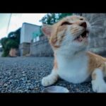 道端に落ちてる猫たちにちゅーるあげたら可愛すぎて通行人も笑顔に💖🐾(YouTube)