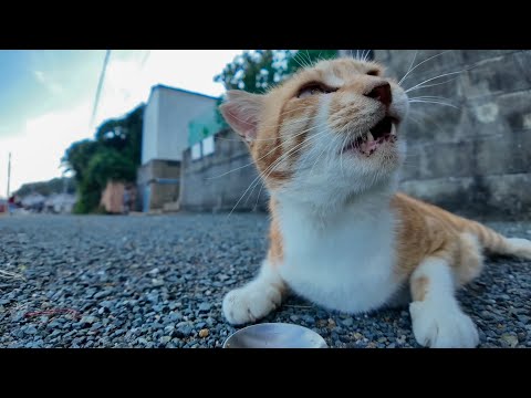 道端に落ちてる猫たちにちゅーるあげたら可愛すぎて通行人も笑顔に💖🐾(YouTube)