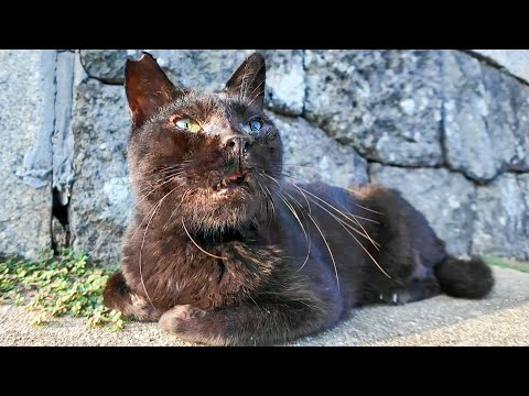 猫島の神社で出会った黒猫ちゃんにちゅーるをあげたら、幸せそうな顔してくれた🐾✨(YouTube)