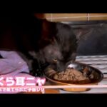 さくら耳になりました💕 ベタ慣れで棄てられた リリ  2025.10.15 -1(YouTube)