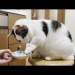 お母さんの「ほら、イモ食べ」のゴリ押し感を迷惑に思う猫(YouTube)