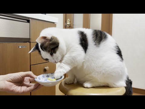 お母さんの「ほら、イモ食べ」のゴリ押し感を迷惑に思う猫(YouTube)