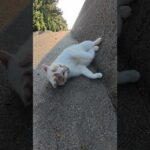 壁をキックしてターンする猫 #猫 #ねこ #cat(YouTube)