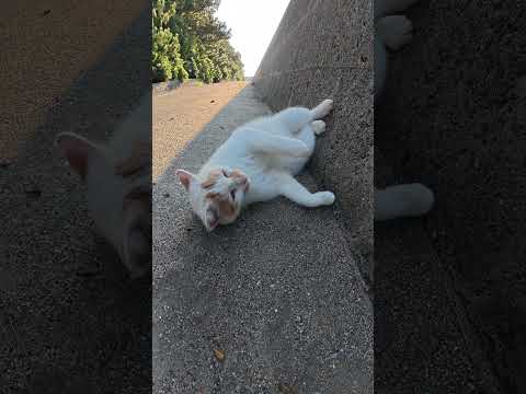 壁をキックしてターンする猫 #猫 #ねこ #cat(YouTube)