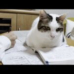 テスト勉強中の息子に「頑張れ―」と応援する猫(YouTube)