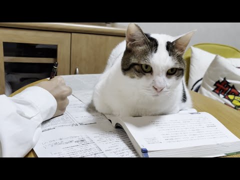 テスト勉強中の息子に「頑張れ―」と応援する猫(YouTube)