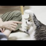 お母さんを殴りお父さんを噛む、かわいいお面を被った恐ろしい猫(YouTube)