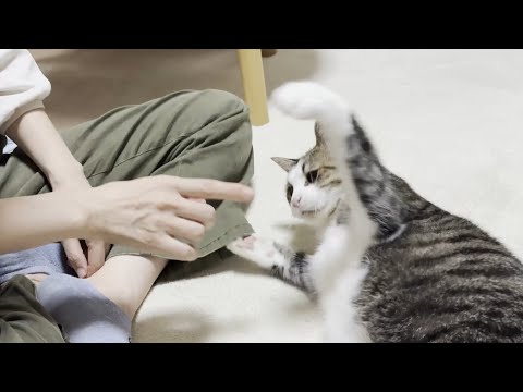 お母さんを殴りお父さんを噛む、かわいいお面を被った恐ろしい猫(YouTube)