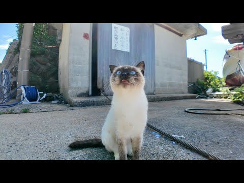 猫島の漁港でナデナデしてたら…フェリー乗り場から猫たちがゾロゾロ集まってきて囲まれた🐾💖(YouTube)