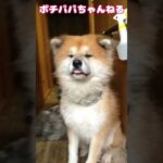 保護犬と共に生きる #大型犬のいる生活 #保護犬 ＃秋田犬(YouTube)