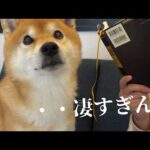 柴犬ハチでも手に追えない事態が、これ。(YouTube)