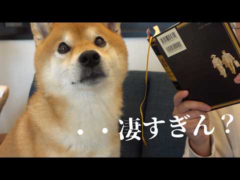 柴犬ハチでも手に追えない事態が、これ。(YouTube)