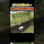 ゴミかと思ったらハトが流れてきた😂【おもしろ動物】 #funny(YouTube)