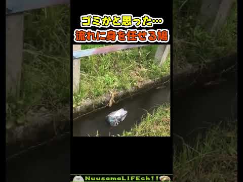 ゴミかと思ったらハトが流れてきた😂【おもしろ動物】 #funny(YouTube)