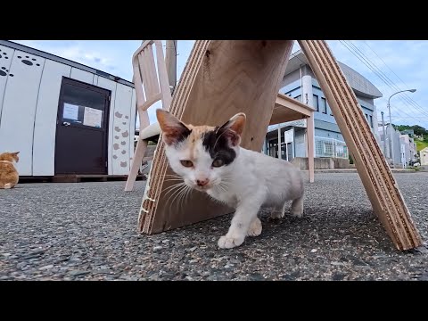 猫島のカフェの看板に子猫がいました(YouTube)