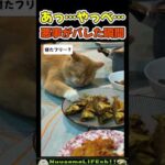 猫たちの悪事がバレた瞬間😂【ネコ】#猫 #cat(YouTube)