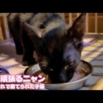 手術頑張るニャン  ベタ慣れで遺棄された子猫 りり  2025 10 14 1(YouTube)