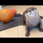 カワウソと猫とカワウソ猫のジャックオランタン作った！ I made an otter, cat, and otter-cat jack-o’-lantern!(YouTube)