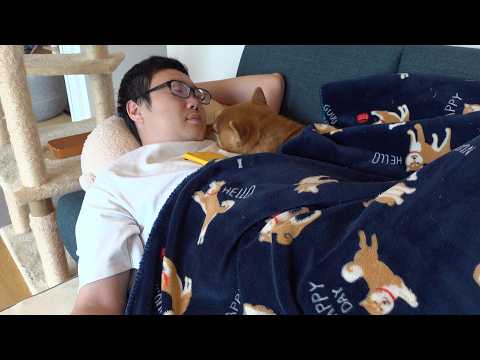 柴犬のお泊まり会でパパまさかの戦力外通告⁉︎ふて寝してたらまさかの神展開へ。(YouTube)