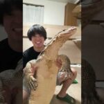 オオトカゲを起こすルーティン(YouTube)