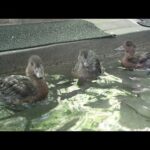 泳ぐ練習をするヒドリガモのヒナ：井の頭自然文化園(YouTube)