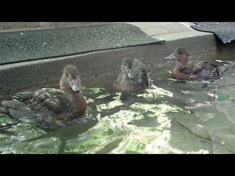 泳ぐ練習をするヒドリガモのヒナ：井の頭自然文化園(YouTube)