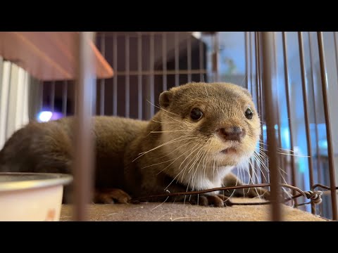 遂に子猫の家の中に不法侵入したカワウソ The otter finally broke into the kitten’s house.(YouTube)