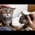 夜になると飼い主の周りはにゃんパラダイスに！甘えたり拗ねたりする猫たちが可愛くて仕方がありません(YouTube)