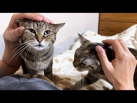 夜になると飼い主の周りはにゃんパラダイスに！甘えたり拗ねたりする猫たちが可愛くて仕方がありません(YouTube)