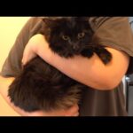 だいすきなクマへ。(YouTube)