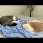 リビングから「ごはんだよ〜」と呼ばれたら爆睡してる猫たちの反応が可愛すぎましたwww(YouTube)