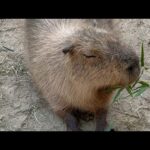 長崎バイオパーク公式 がライブ配信中！(YouTube)