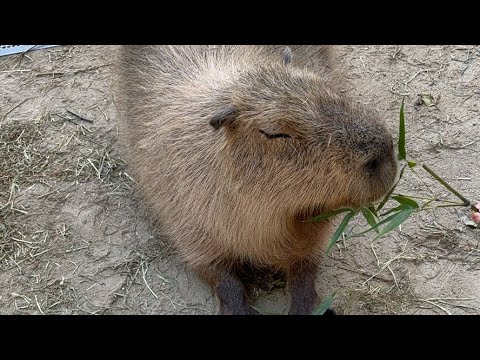 長崎バイオパーク公式 がライブ配信中！(YouTube)