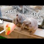 甘いけど冷たいアイスが気になる、仲良しなプレーリードッグとミーアキャット(YouTube)