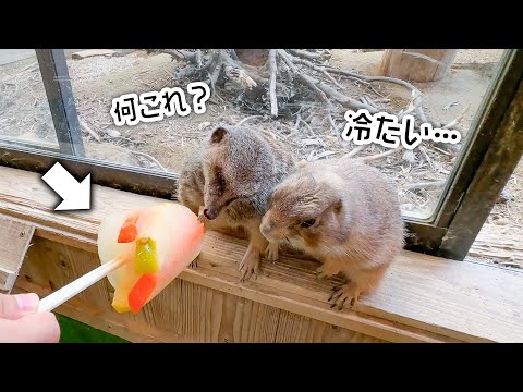 甘いけど冷たいアイスが気になる、仲良しなプレーリードッグとミーアキャット(YouTube)