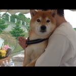 人生を変えてくれた柴犬に‥想いを伝えてきました。(YouTube)