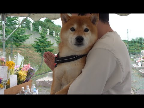 人生を変えてくれた柴犬に‥想いを伝えてきました。(YouTube)