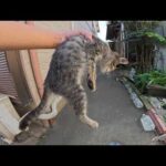 無防備な子猫が道端で寝てしまったので、母猫の所へ送り届けた(YouTube)