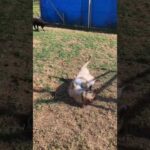 【シン】ややこしい人達(YouTube)