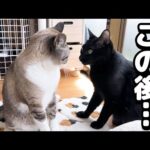 やりすぎちゃった黒猫くんに姫の猫の洗礼が…(笑)(YouTube)