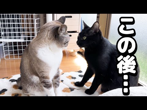 やりすぎちゃった黒猫くんに姫の猫の洗礼が…(笑)(YouTube)