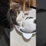 怒られたら大体こんな顔(YouTube)