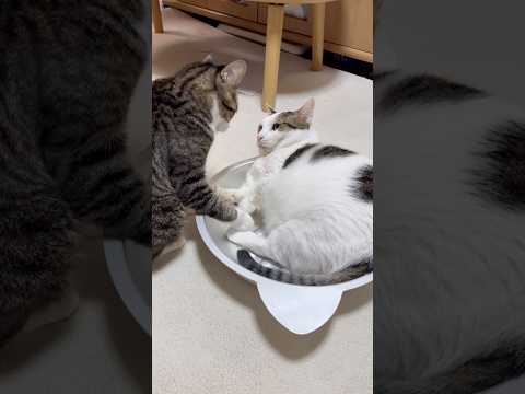 怒られたら大体こんな顔(YouTube)