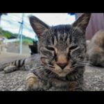 【猫の関所】小さいけど超強力！新人登場で猫の関所がさらにパワーアップ🐾💥(YouTube)