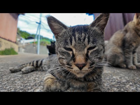 【猫の関所】小さいけど超強力！新人登場で猫の関所がさらにパワーアップ🐾💥(YouTube)