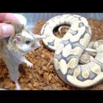 1年拒食している蛇に特別なマウスを入れてみると…(YouTube)